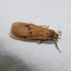 Threnosia sp4 MoVic Pt2 (Lithosiini) at WendyM's farm at Freshwater Ck. - 22 Dec 2022 by WendyEM