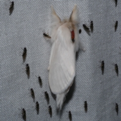 Trichiocercus sparshalli (Sparshall's Moth) at WendyM's farm at Freshwater Ck. - 22 Dec 2022 by WendyEM