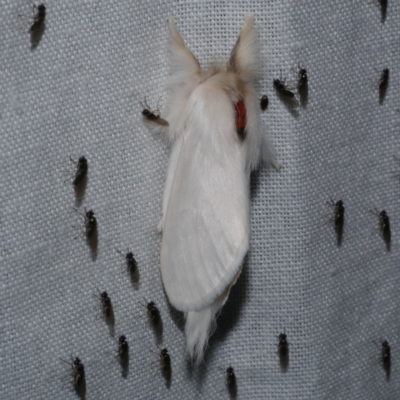 Trichiocercus sparshalli (Sparshall's Moth) at WendyM's farm at Freshwater Ck. - 22 Dec 2022 by WendyEM