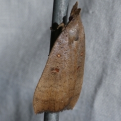 Rhapsa suscitatalis (Wedged Rhapsa) at WendyM's farm at Freshwater Ck. - 22 Dec 2022 by WendyEM