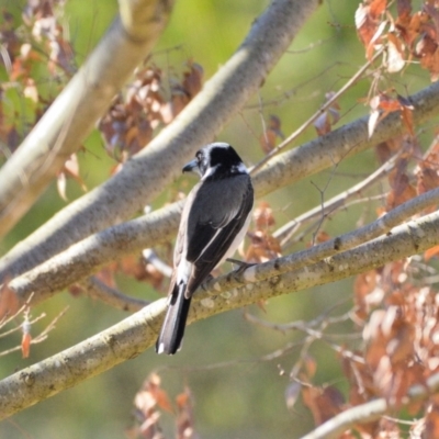 Cracticus torquatus (Grey Butcherbird) at Wollondilly Local Government Area - 25 Jun 2024 by Freebird