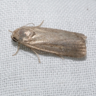 Athetis tenuis (Plain Tenuis Moth) at WendyM's farm at Freshwater Ck. - 21 Dec 2022 by WendyEM