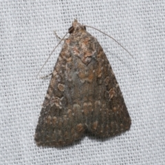 Hypoperigea tonsa (A noctuid moth) at WendyM's farm at Freshwater Ck. - 21 Dec 2022 by WendyEM