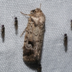 Thoracolopha verecunda (A Noctuid moth (Acronictinae)) at WendyM's farm at Freshwater Ck. - 22 Dec 2022 by WendyEM