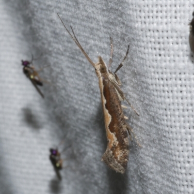 Plutella xylostella (Diamondback Moth) at WendyM's farm at Freshwater Ck. - 21 Dec 2022 by WendyEM