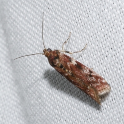 Ephestiopsis oenobarella (a Phycitine moth) at WendyM's farm at Freshwater Ck. - 21 Dec 2022 by WendyEM