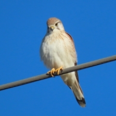 Falco cenchroides at Jerrabomberra Wetlands - 28 Jun 2024 03:06 PM