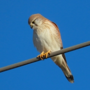 Falco cenchroides at Jerrabomberra Wetlands - 28 Jun 2024 03:06 PM