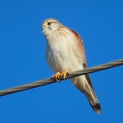 Falco cenchroides at Jerrabomberra Wetlands - 28 Jun 2024 03:06 PM