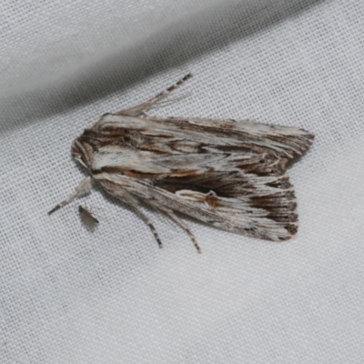 Persectania ewingii (Southern Armyworm) at WendyM's farm at Freshwater Ck. - 21 Dec 2022 by WendyEM