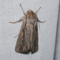 Persectania ewingii (Southern Armyworm) at WendyM's farm at Freshwater Ck. - 21 Dec 2022 by WendyEM