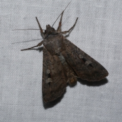 Agrotis infusa (Bogong Moth, Common Cutworm) at WendyM's farm at Freshwater Ck. - 21 Dec 2022 by WendyEM