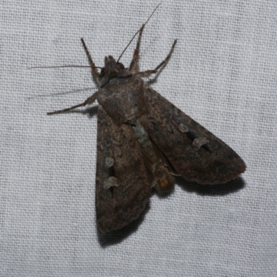 Agrotis infusa (Bogong Moth, Common Cutworm) at WendyM's farm at Freshwater Ck. - 21 Dec 2022 by WendyEM