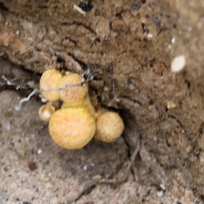 Gymnopilus junonius (Spectacular Rustgill) at Wodonga - 29 Jun 2024 by KylieWaldon