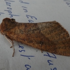 Fisera belidearia (Two-toned Crest-moth) at Boro - 27 Jun 2024 by Paul4K