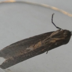 Lepidoscia (genus) ADULT (A Case moth) at QPRC LGA - 27 Jun 2024 by Paul4K