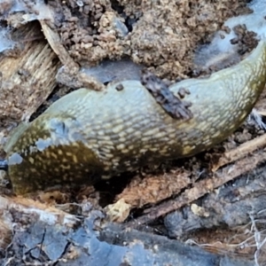 Limacus flavus at Goulburn Wetlands - 29 Jun 2024 11:09 AM