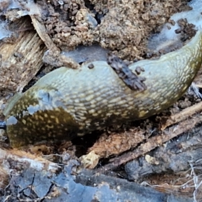 Limacus flavus (Yellow Cellar Slug) at Goulburn Wetlands - 29 Jun 2024 by trevorpreston