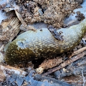 Limacus flavus at Goulburn Wetlands - 29 Jun 2024 11:09 AM