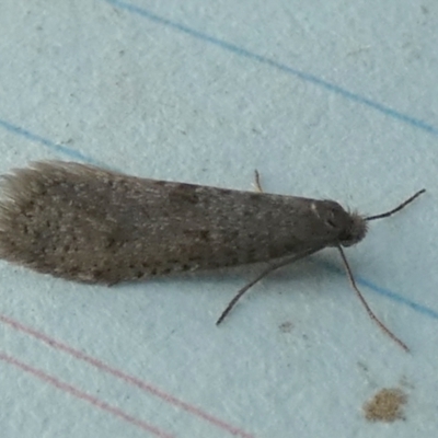 Lepidoscia (genus) ADULT (A Case moth) at Boro - 27 Jun 2024 by Paul4K