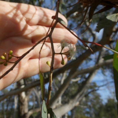 Eucalyptus globulus subsp. bicostata by Paul4K