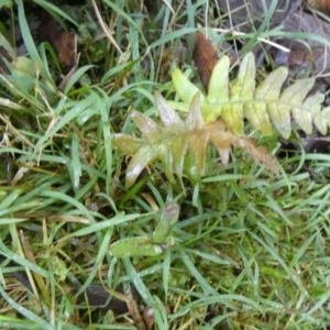 Blechnum sp. at Boro - suppressed