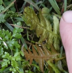 Blechnum sp. at Boro - suppressed