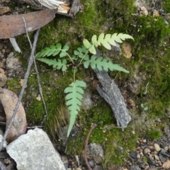 Blechnum sp. at QPRC LGA - 27 Jun 2024 by Paul4K