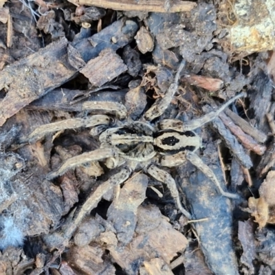 Allocosa palabunda at Goulburn Wetlands - 29 Jun 2024 by trevorpreston