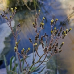 Senecio campylocarpus at Goulburn Wetlands - 29 Jun 2024