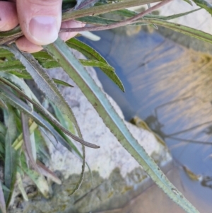 Senecio campylocarpus at Goulburn Wetlands - 29 Jun 2024 10:56 AM