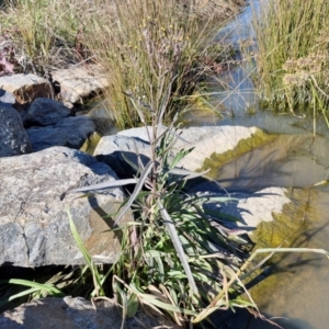 Senecio campylocarpus at Goulburn Wetlands - 29 Jun 2024 10:56 AM