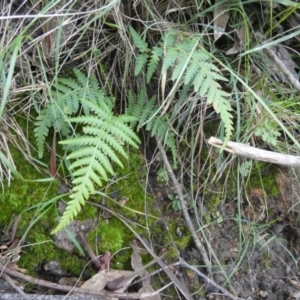 Cyathea australis subsp. australis at Borough, NSW - suppressed