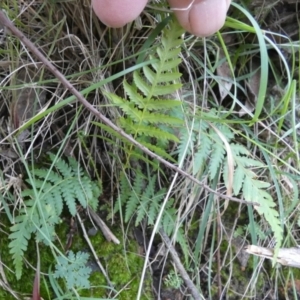 Cyathea australis subsp. australis at Borough, NSW - suppressed