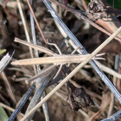 Keyacris scurra (Key's Matchstick Grasshopper) at Goulburn Mulwaree Council - 29 Jun 2024 by HelenCross