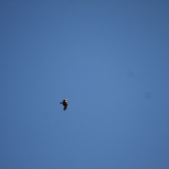 Falco cenchroides at Ginninderry Conservation Corridor - 28 Jun 2024 03:18 PM