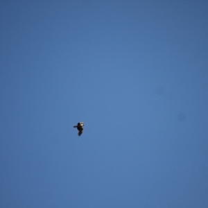 Falco cenchroides at Ginninderry Conservation Corridor - 28 Jun 2024