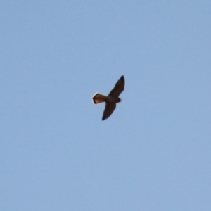 Falco cenchroides at Ginninderry Conservation Corridor - 28 Jun 2024 03:18 PM