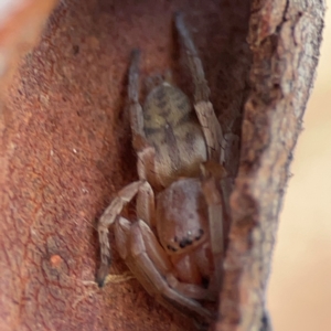 Clubiona sp. (genus) at Russell, ACT - 27 Jun 2024 01:12 PM