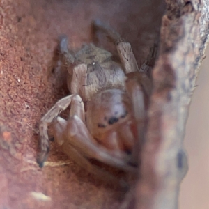 Clubiona sp. (genus) at Russell, ACT - 27 Jun 2024 01:12 PM