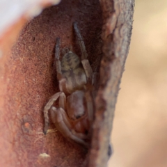 Clubiona sp. (genus) at Russell, ACT - 27 Jun 2024 01:12 PM