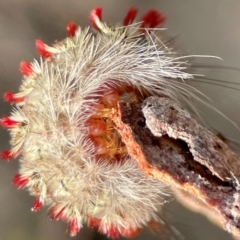 Trichiocercus sparshalli (Sparshall's Moth) at Russell, ACT - 27 Jun 2024 by Hejor1