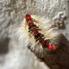 Trichiocercus sparshalli at Russell, ACT - 27 Jun 2024 01:08 PM