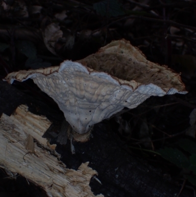 Cymatoderma elegans (Leathery Goblet) at BA124 - 28 Jun 2024 by Bushrevival