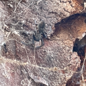 Badumna sp. (genus) at Russell, ACT - 25 Jun 2024