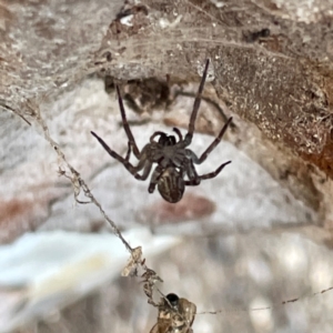 Badumna sp. (genus) at Russell, ACT - 25 Jun 2024