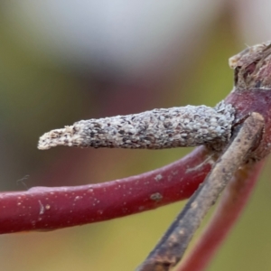 Psychidae (family) IMMATURE at Russell, ACT - 26 Jun 2024