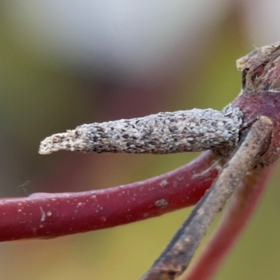 Psychidae (family) IMMATURE (Unidentified case moth or bagworm) at Russell, ACT - 26 Jun 2024 by Hejor1