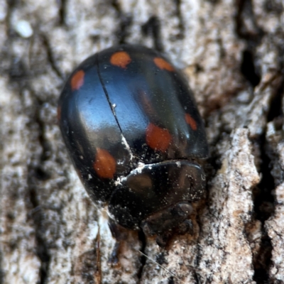 Paropsisterna octosignata (Eucalyptus leaf beetle) at Russell, ACT - 26 Jun 2024 by Hejor1