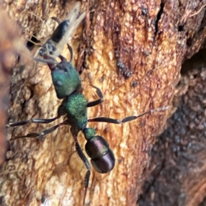 Rhytidoponera metallica at Russell, ACT - 27 Jun 2024